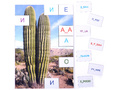 Магнитная орфография (безударные гласные, 1 класс) "Кактус"